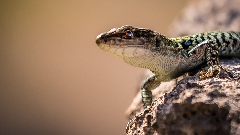 Platz 4 Anton Kienle